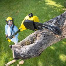 Best Tree Disease Treatment  in Columbia, IL